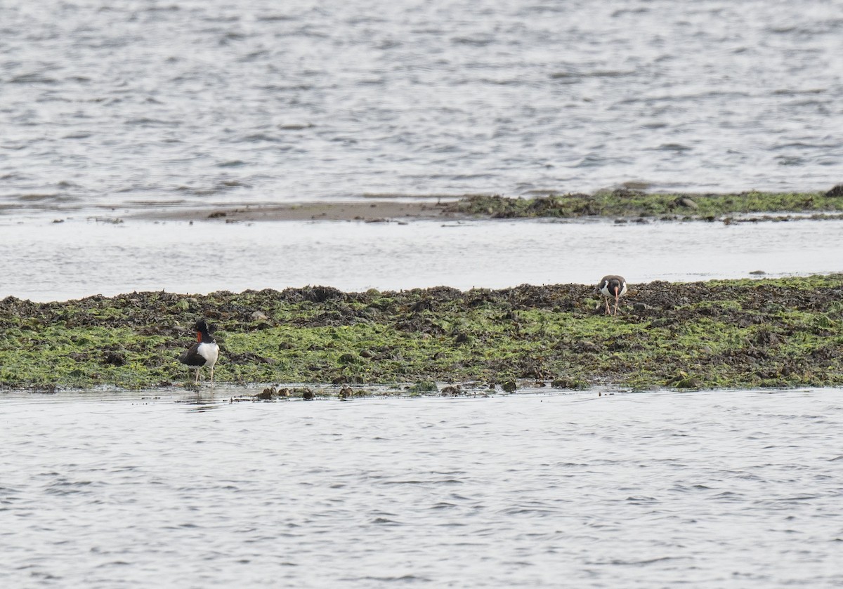 American Oystercatcher - Ronnie d'Entremont