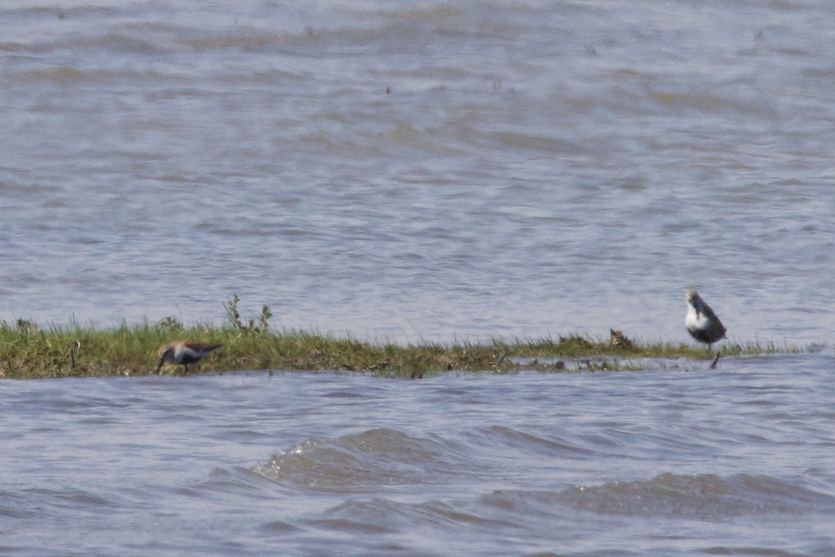 Dunlin - Mathias & Sharon Mutzl