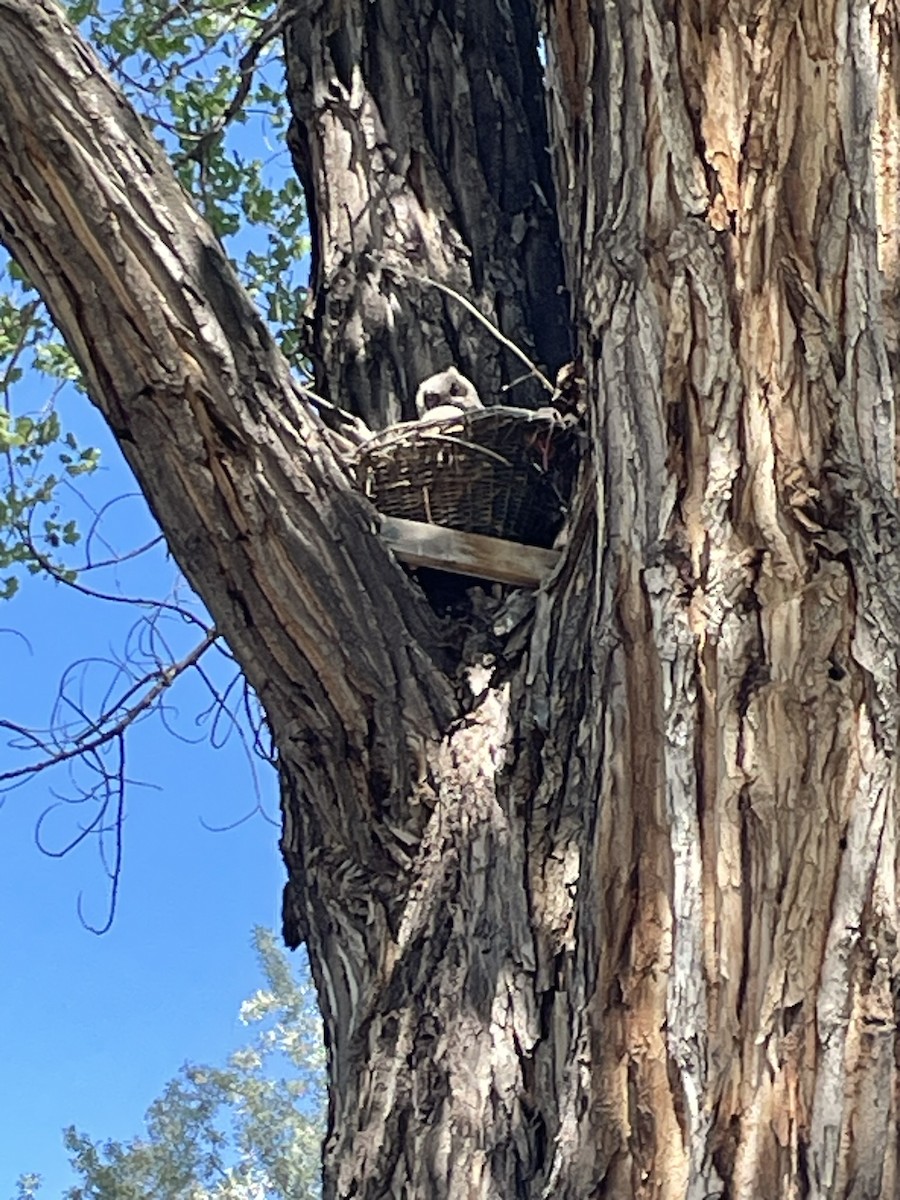 Great Horned Owl - Paula Mitchell