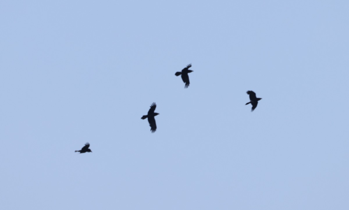 Common Raven - Jan Badura