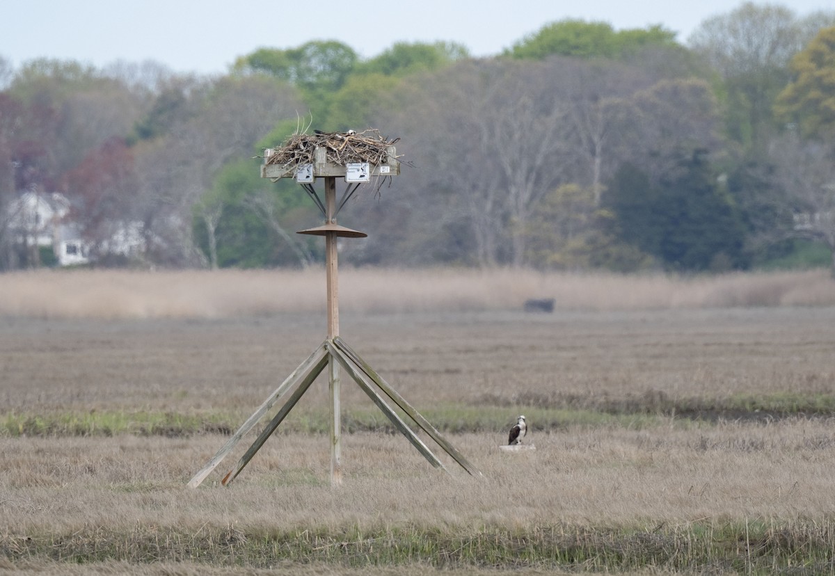 Osprey - Ronnie d'Entremont