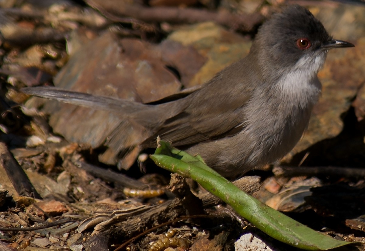 Sardinian Warbler - Steve Kitchen