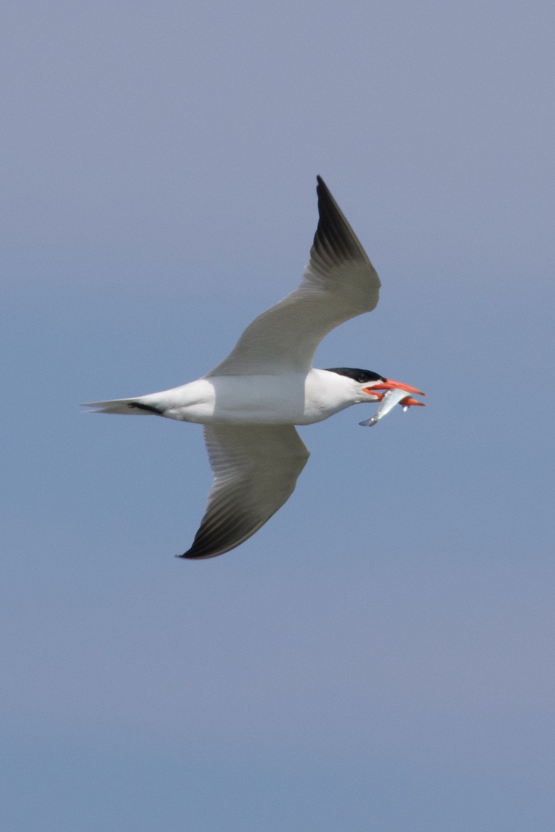 Caspian Tern - Mathias & Sharon Mutzl