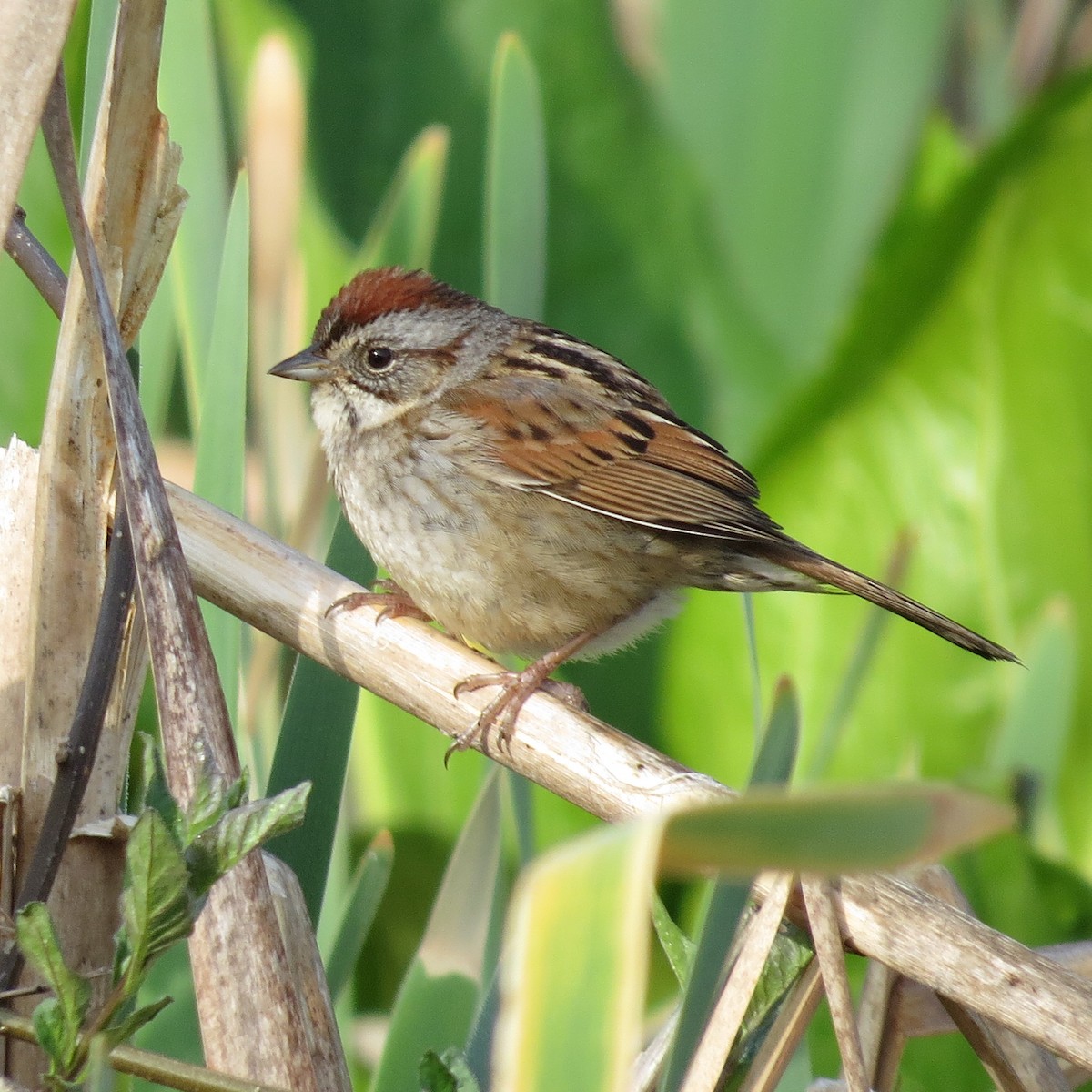 Swamp Sparrow - ML619397813