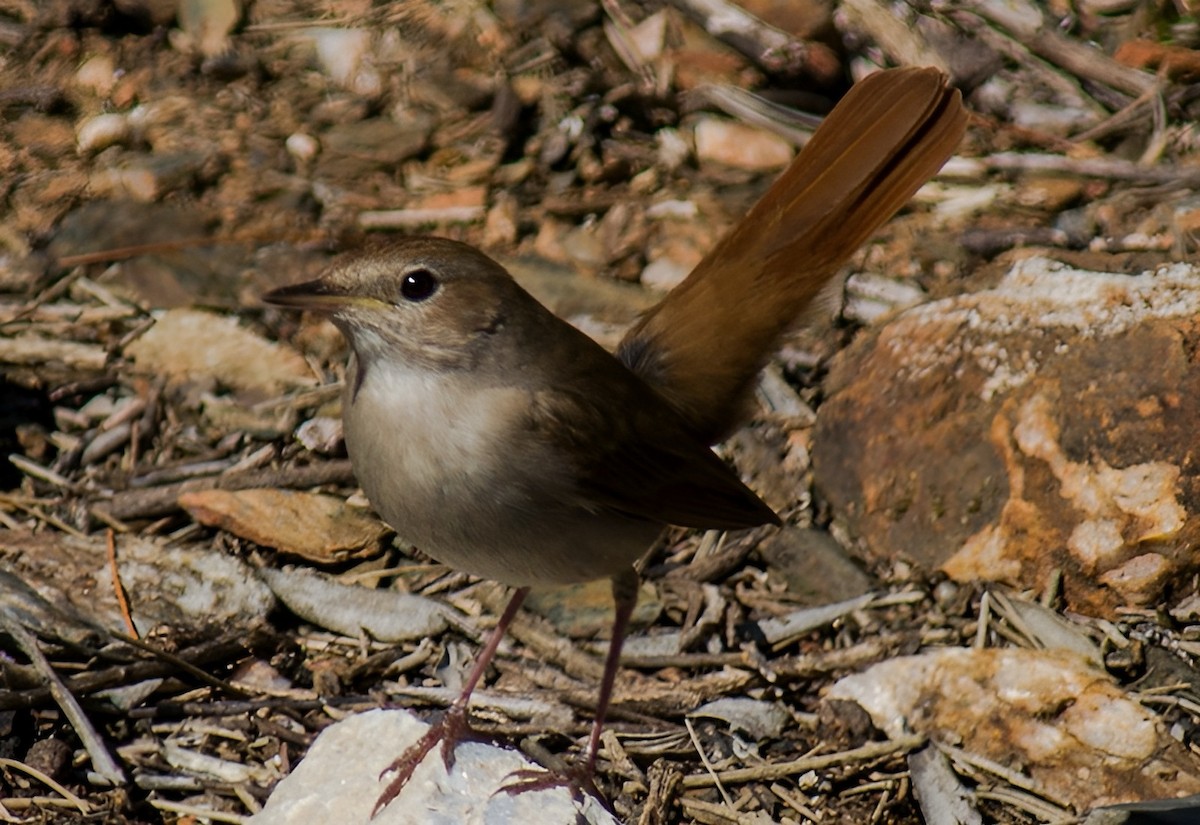 Common Nightingale - Steve Kitchen