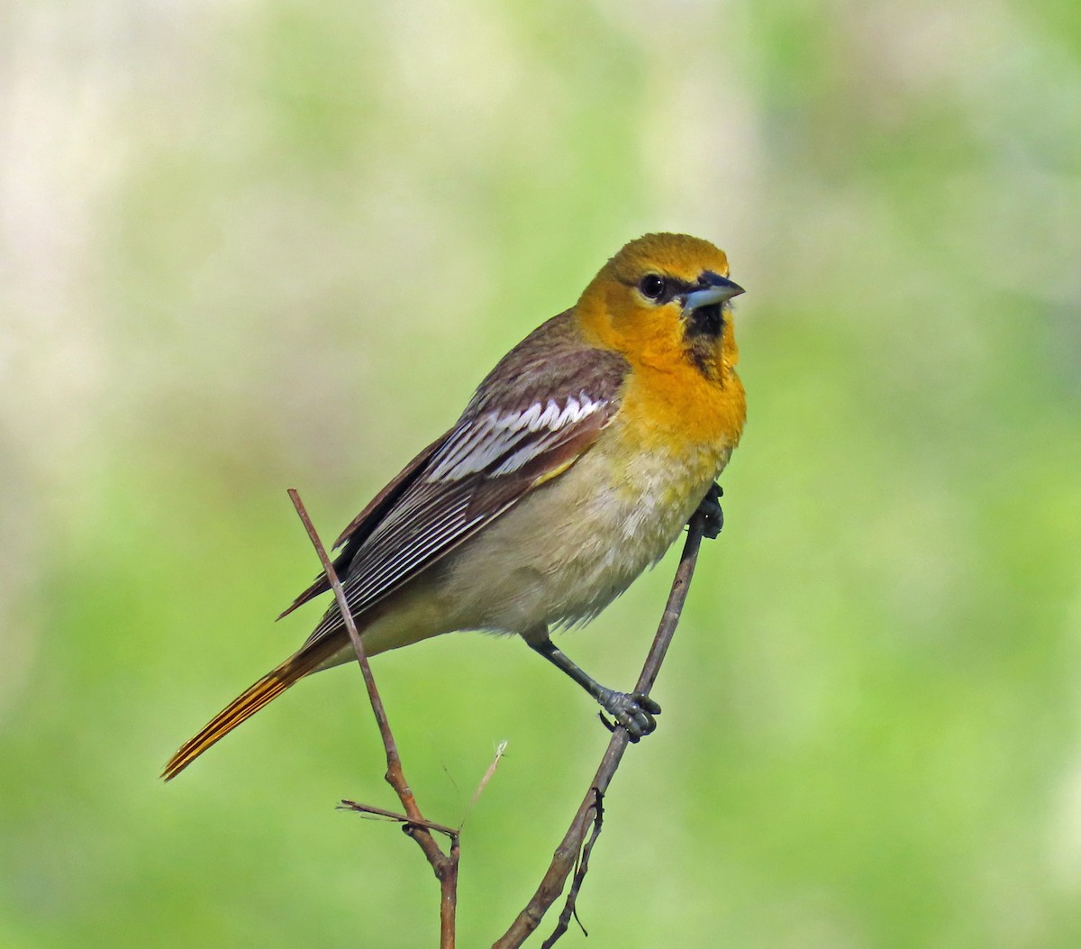 Bullock's Oriole - JoAnn Potter Riggle 🦤