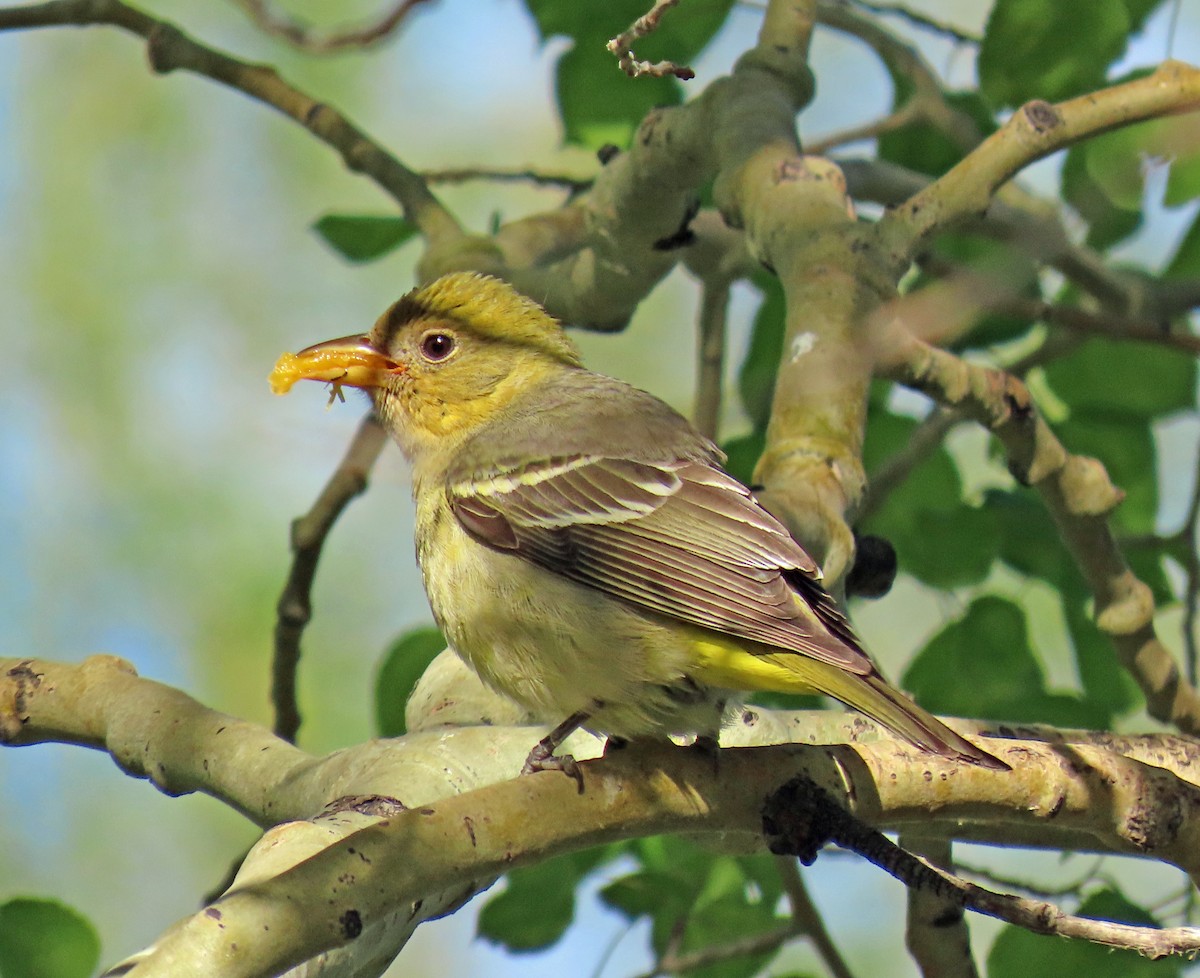 Bullock's Oriole - JoAnn Potter Riggle 🦤