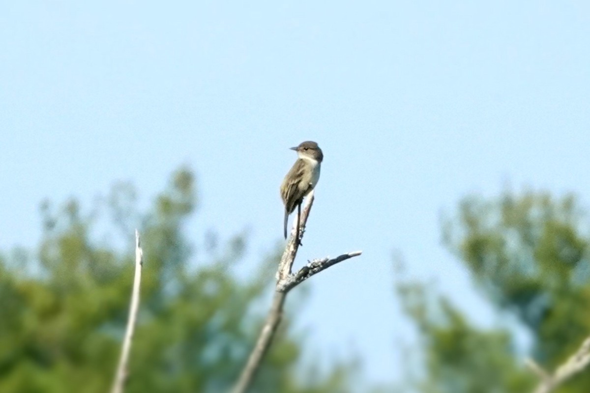 Willow Flycatcher - Karen Clifford