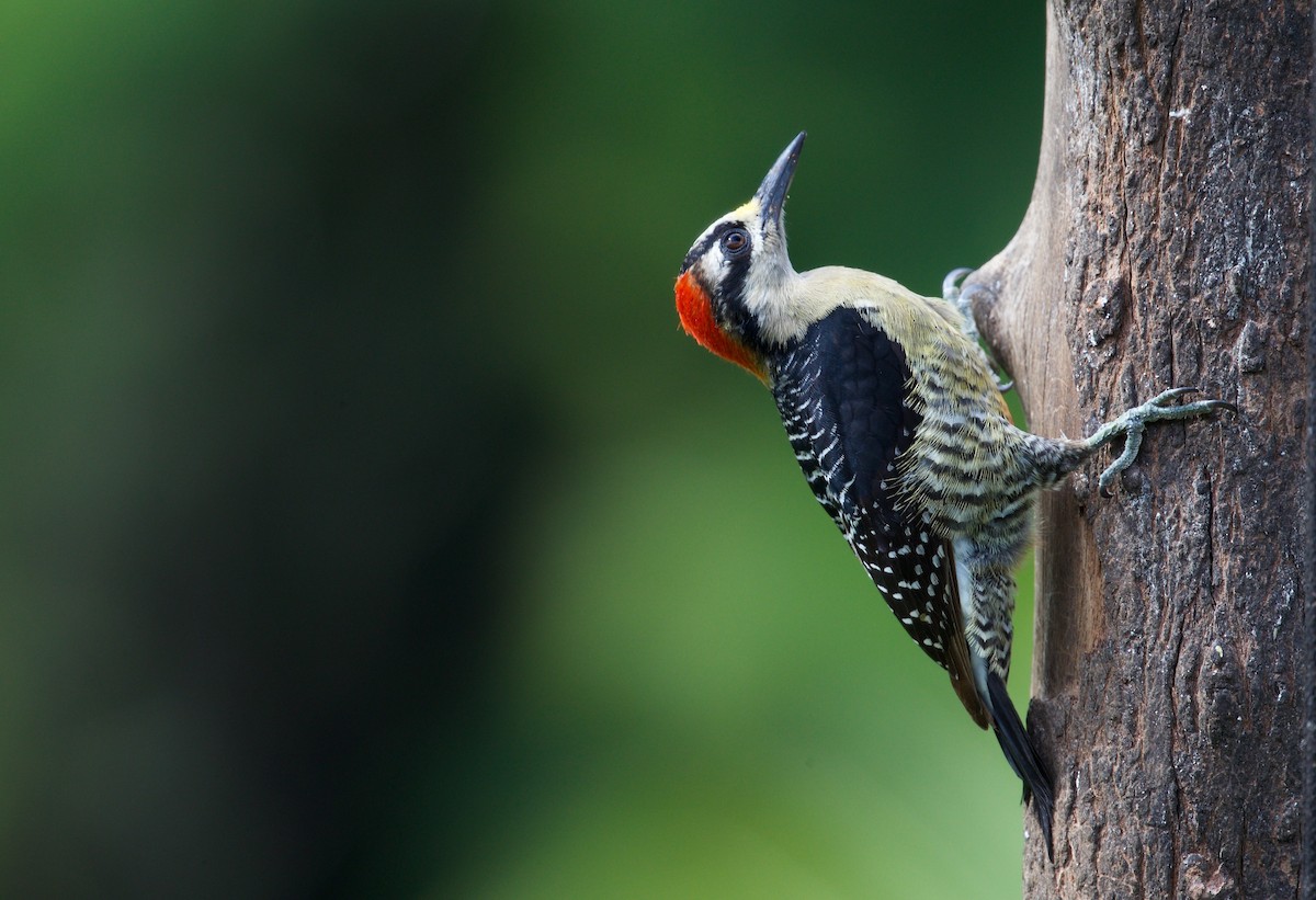 Black-cheeked Woodpecker - David Brassington