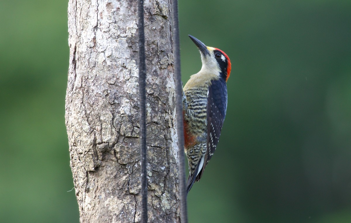 Black-cheeked Woodpecker - David Brassington