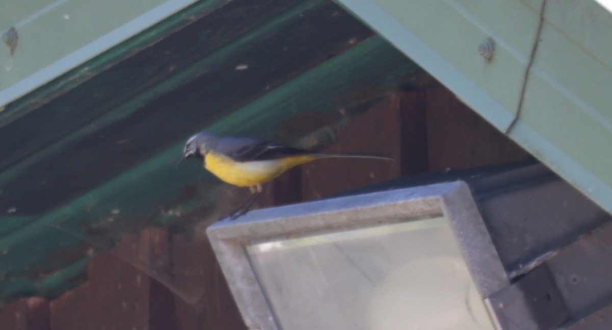 Gray Wagtail - Jan Badura