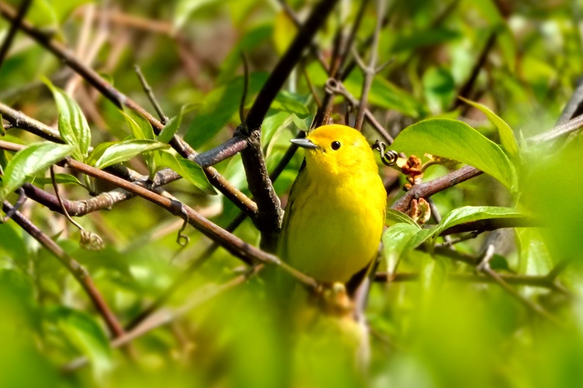 Yellow Warbler - Karen Clifford