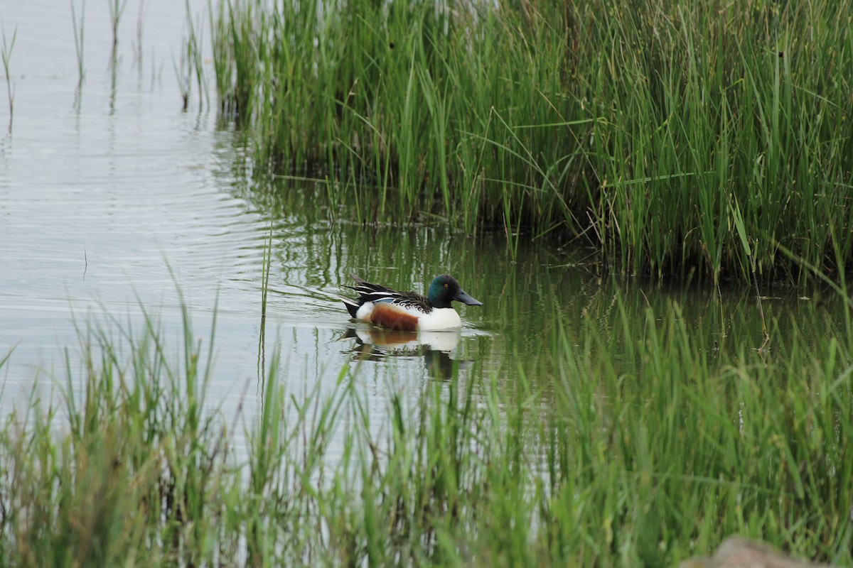 Northern Shoveler - Bailey McCahon