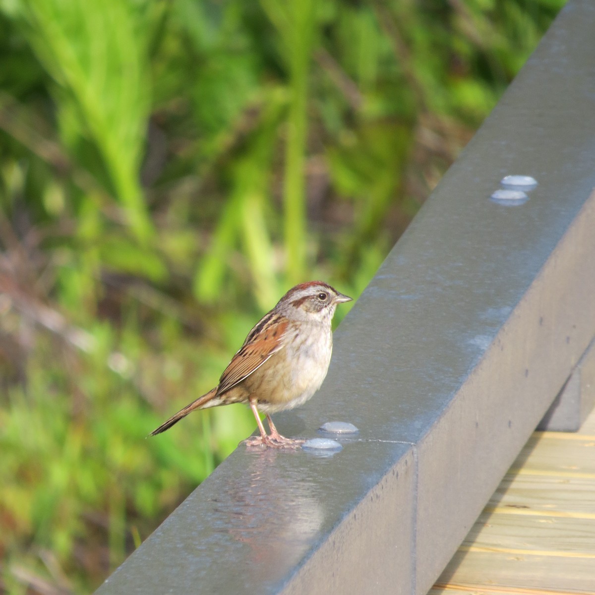 Swamp Sparrow - Kathryn Dia