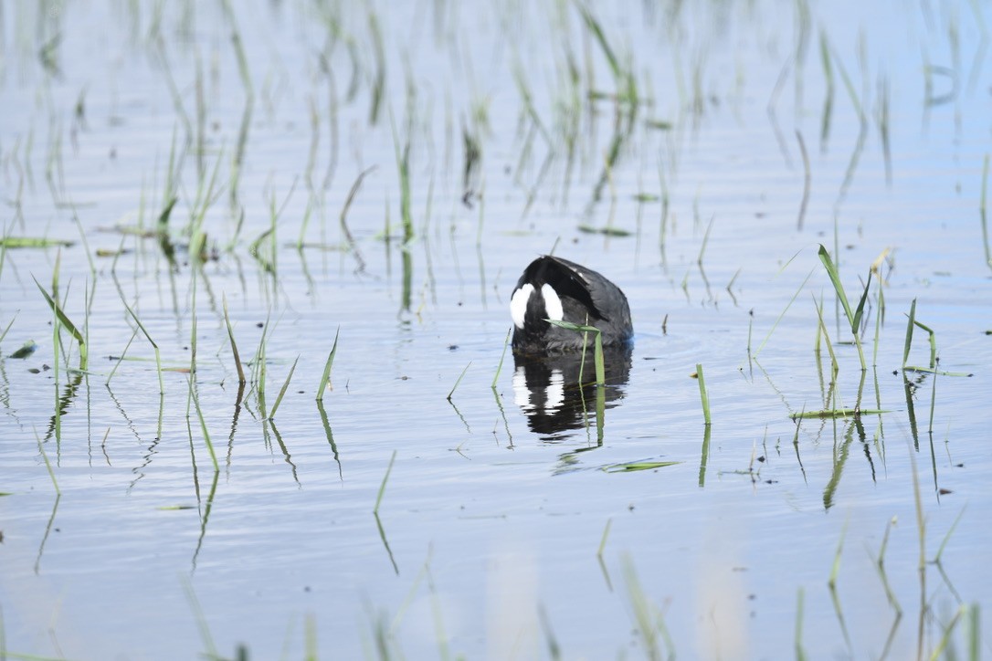 American Coot - Sevilla Rhoads