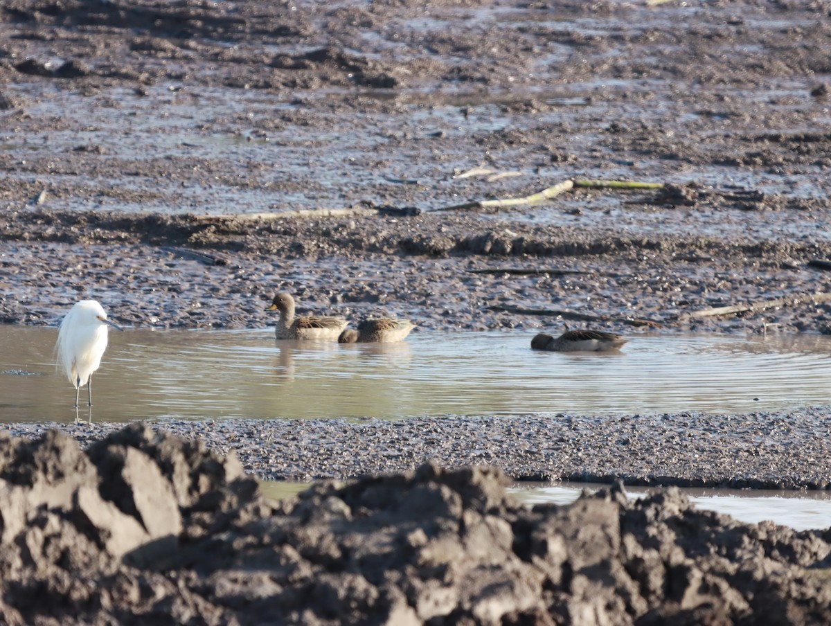 Yellow-billed Teal - Mario Reyes