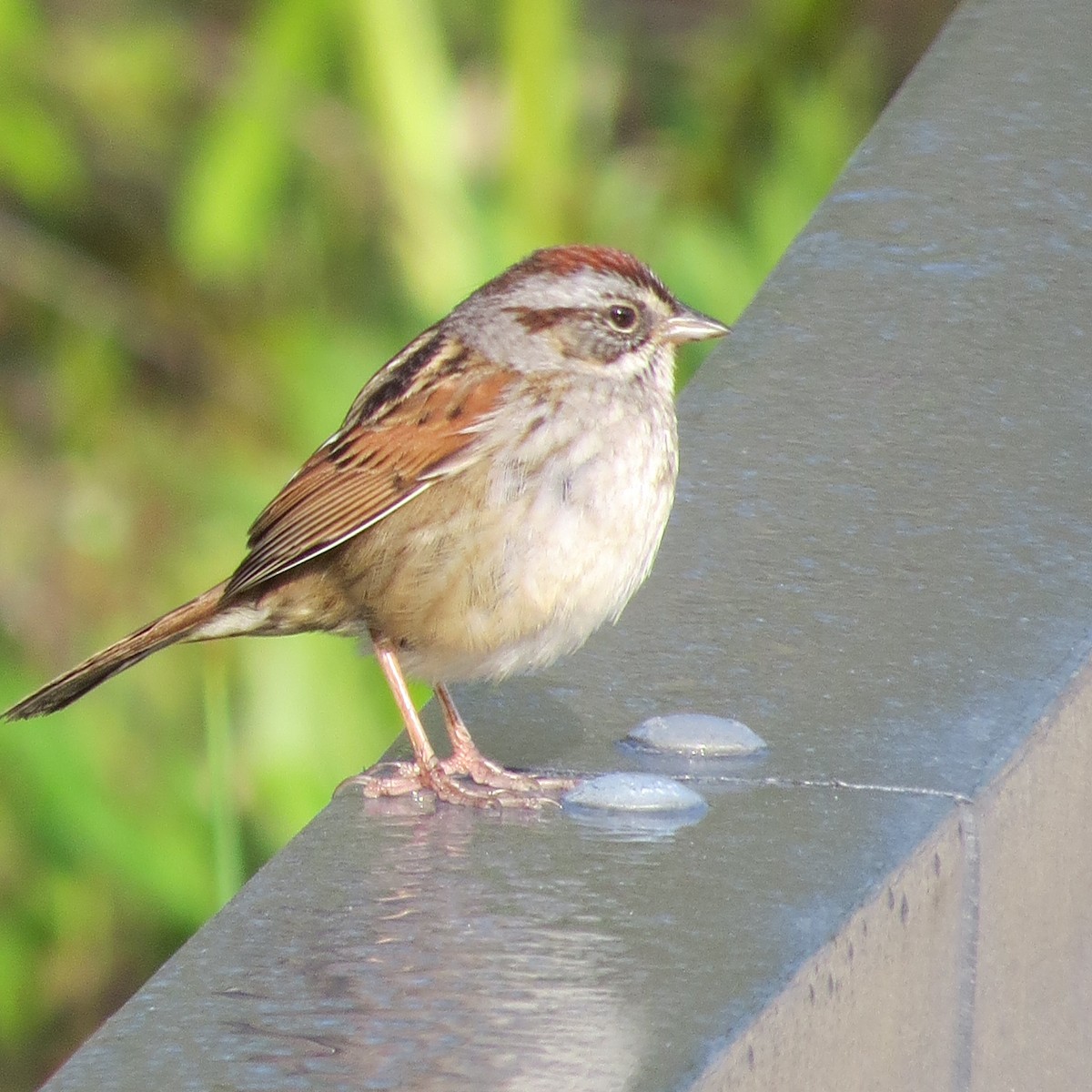 Swamp Sparrow - Kathryn Dia