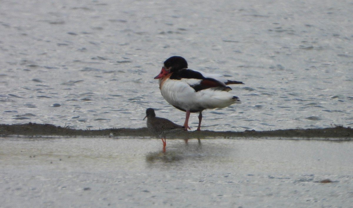 Common Shelduck - Víctor Coello Cámara