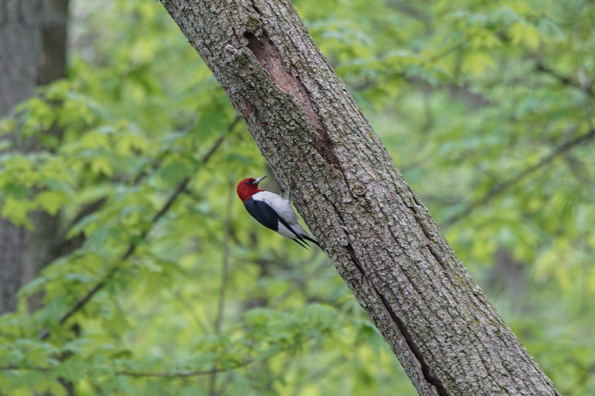 Red-headed Woodpecker - Trish Bonadonna