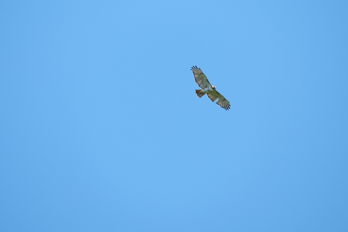 Red-tailed Hawk - Todd DeVore