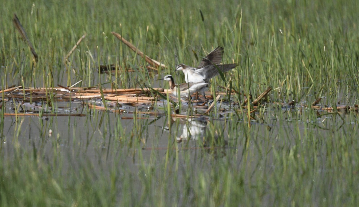 Wilson's Phalarope - Sevilla Rhoads