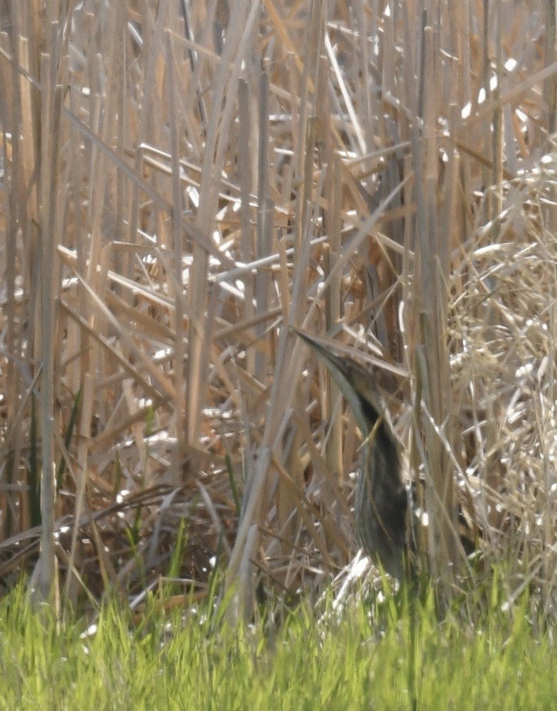 American Bittern - Sevilla Rhoads