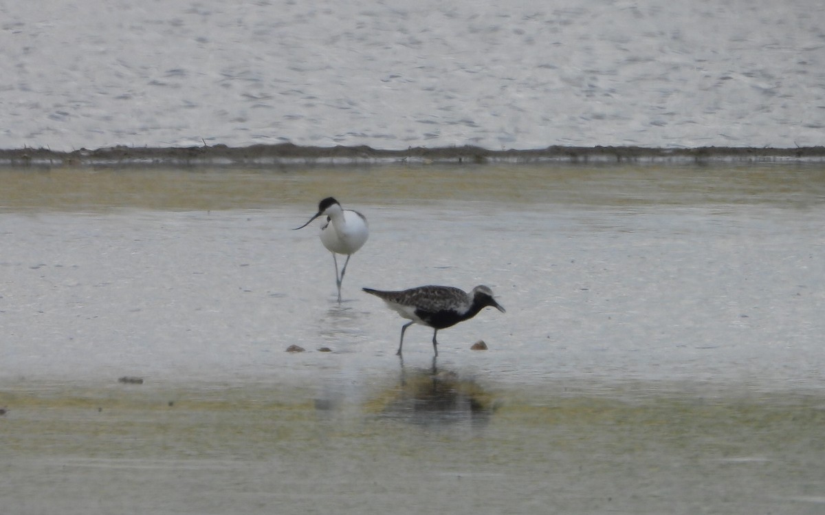 Pied Avocet - Víctor Coello Cámara