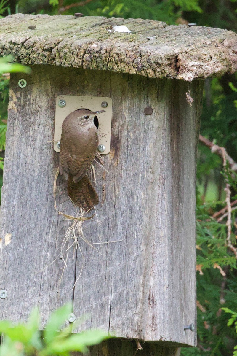 House Wren - Mathias & Sharon Mutzl