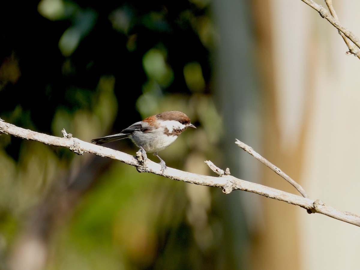 Chestnut-backed Chickadee - Travis  Smith