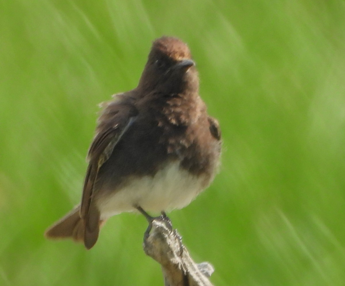 Black Phoebe - Mark Romero