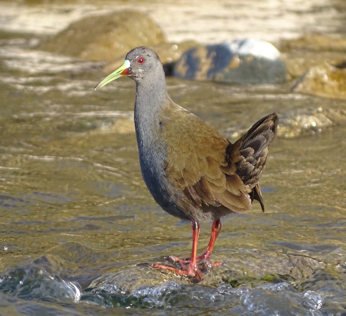 Plumbeous Rail - ML61939791