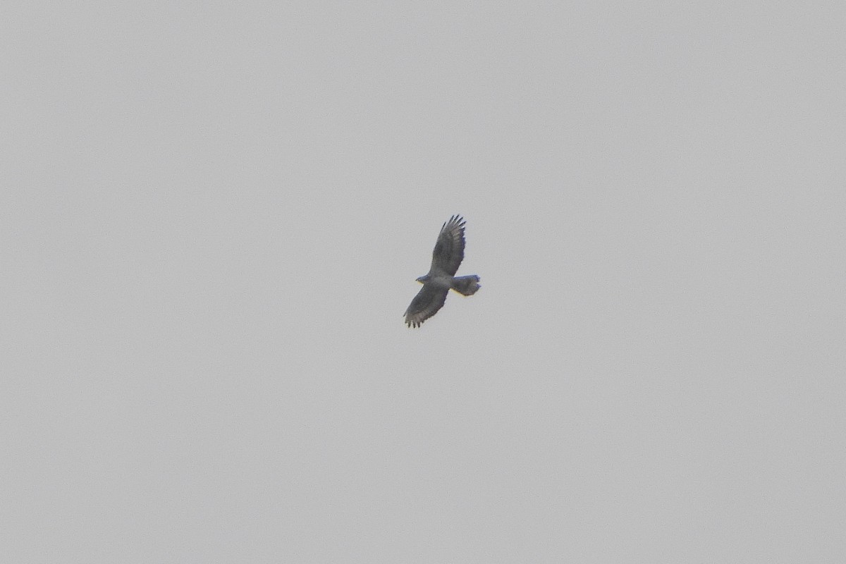 European Honey-buzzard - Aitor Zabala