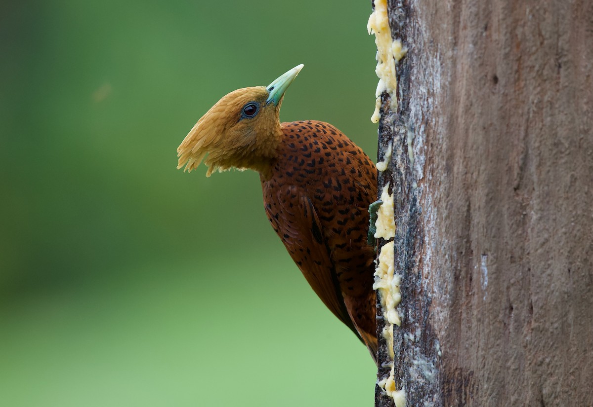 Chestnut-colored Woodpecker - David Brassington