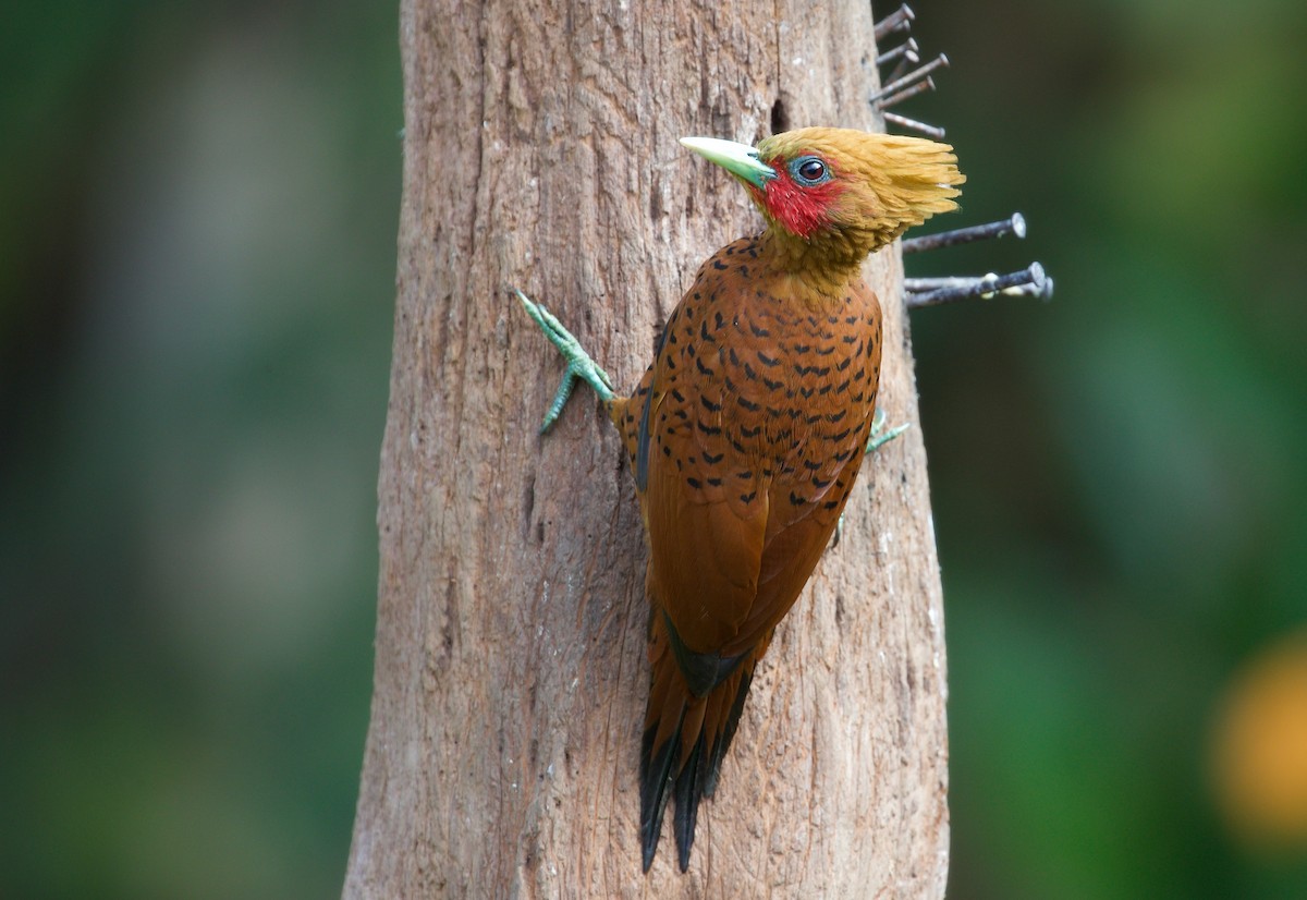 Chestnut-colored Woodpecker - David Brassington