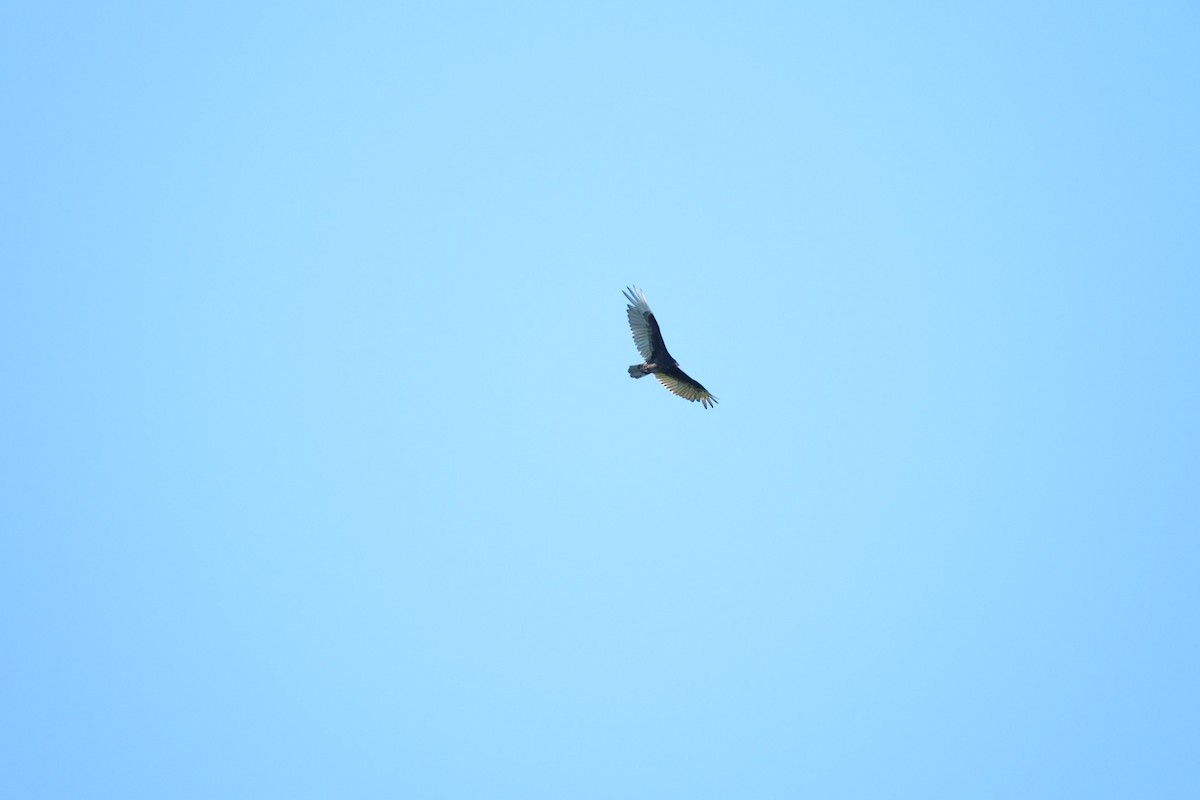 Turkey Vulture - Todd DeVore