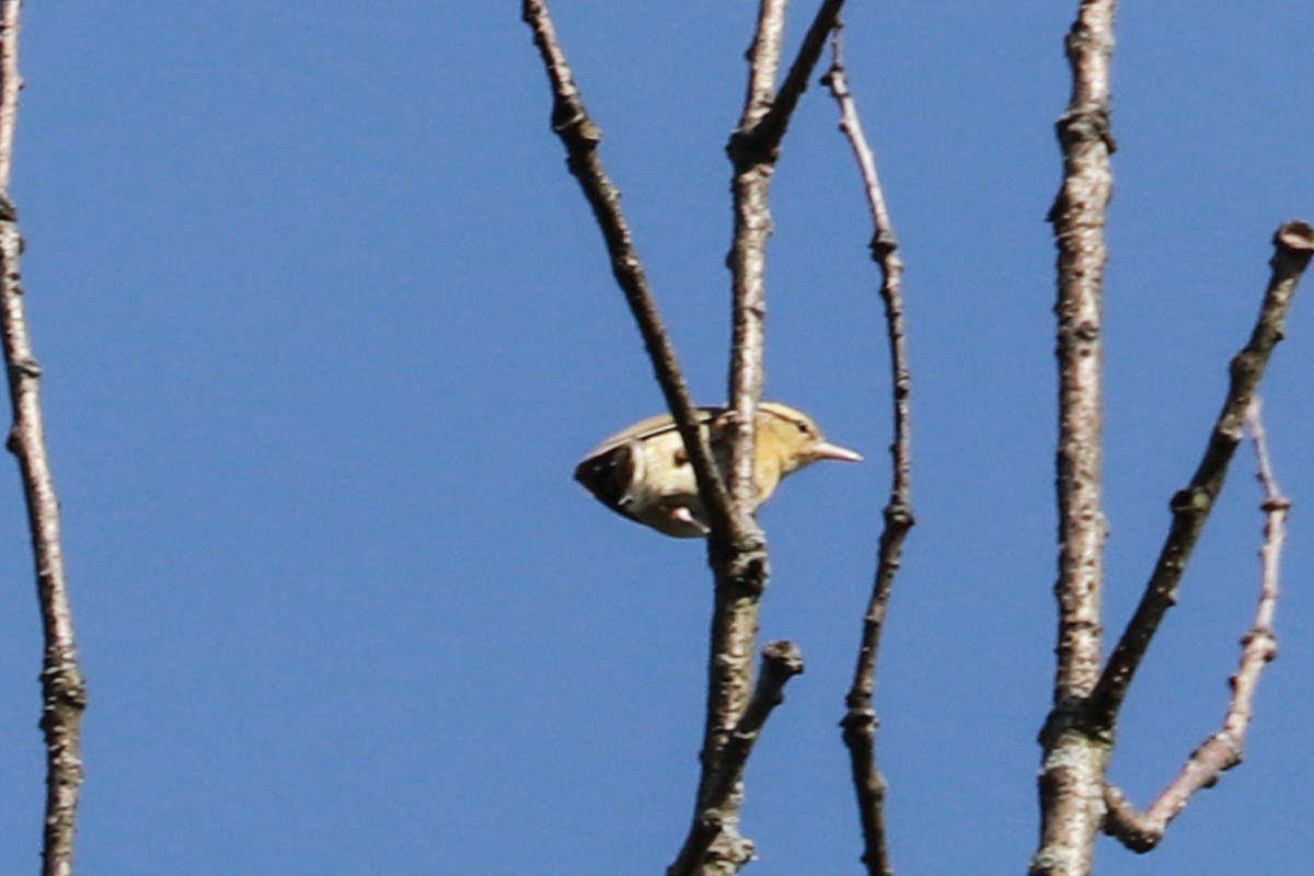 Worm-eating Warbler - Debra Rittelmann