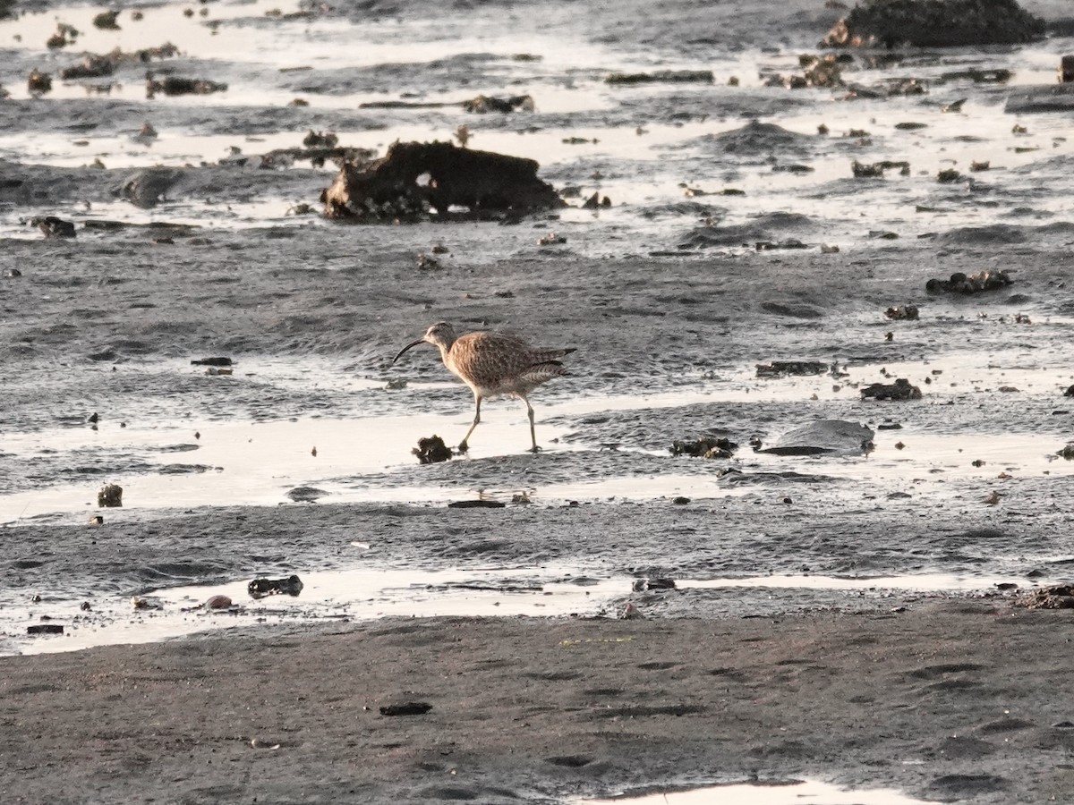 Regenbrachvogel (hudsonicus) - ML619397924