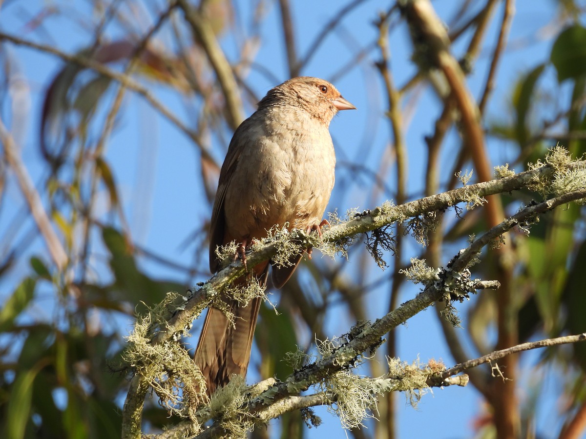 California Towhee - Travis  Smith