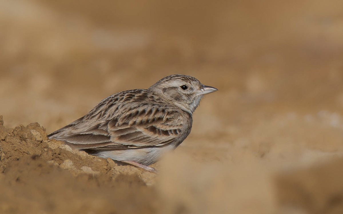 Greater Short-toed Lark - ML619397928