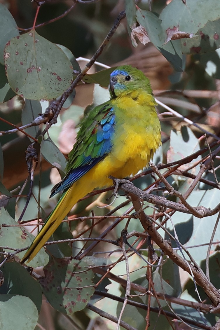 Turquoise Parrot - Charles Allan