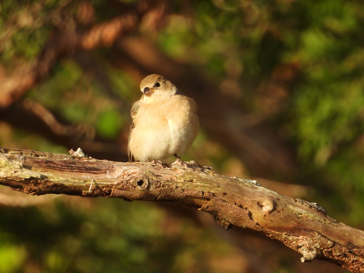 Lazuli Bunting - Travis  Smith