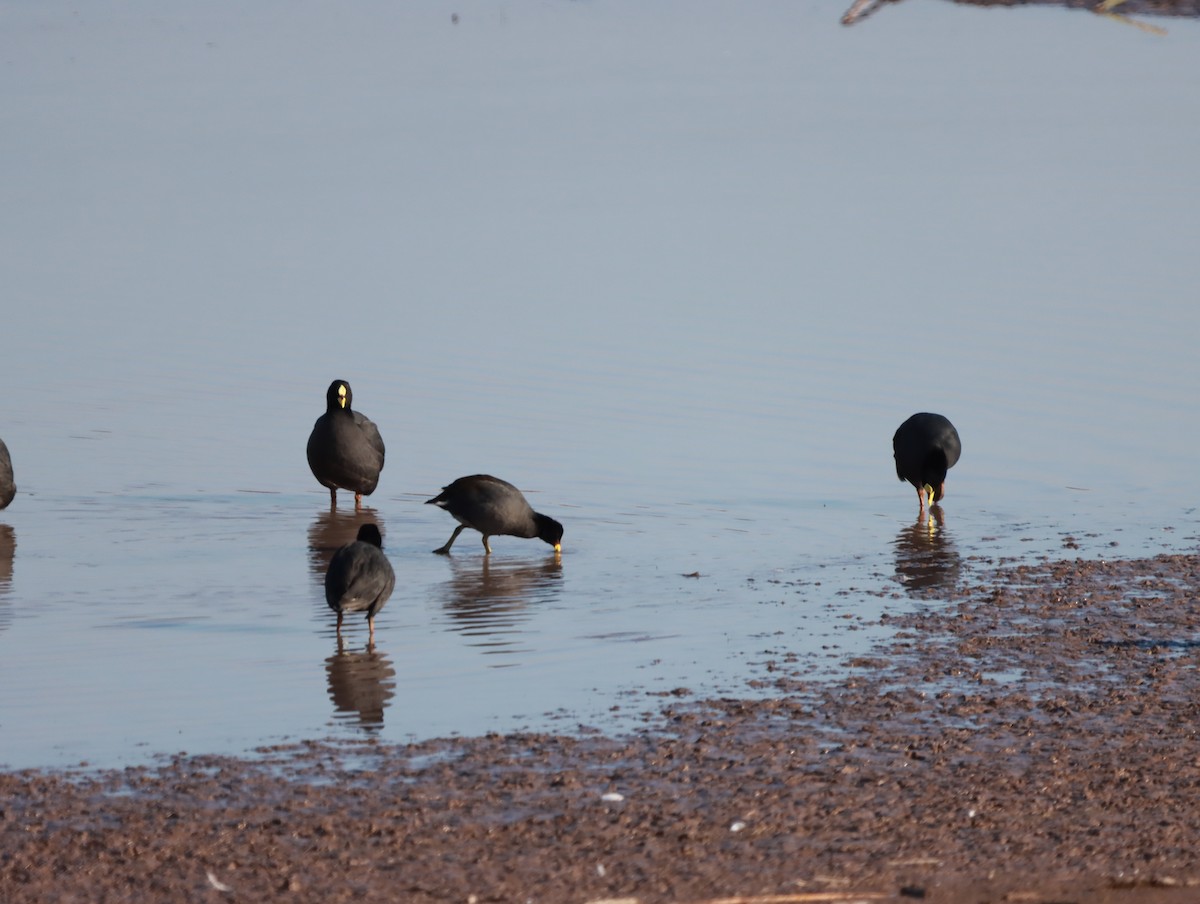 Red-gartered Coot - Mario Reyes