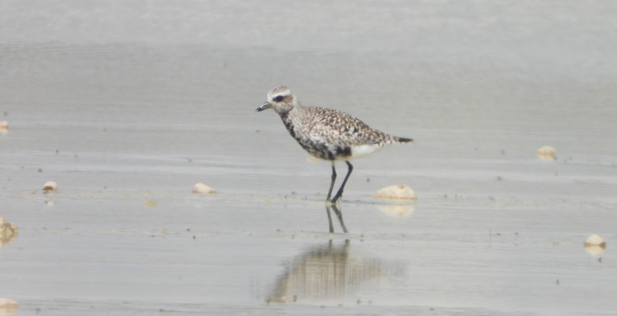 Black-bellied Plover - Víctor Coello Cámara