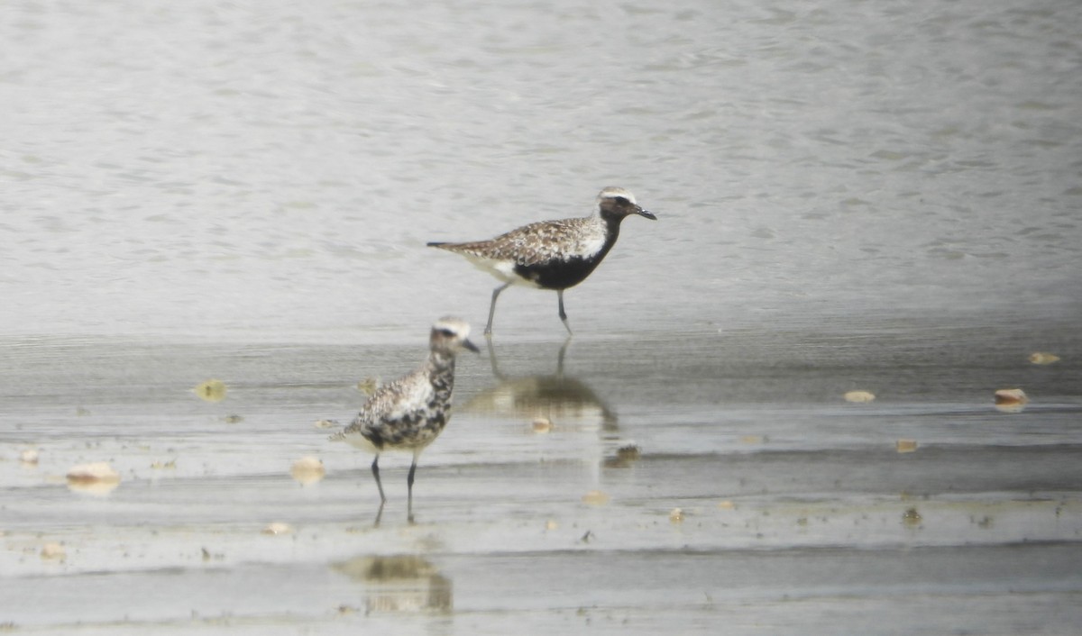 Black-bellied Plover - Víctor Coello Cámara