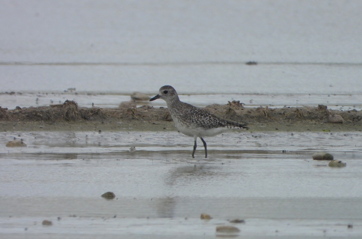 Black-bellied Plover - Víctor Coello Cámara