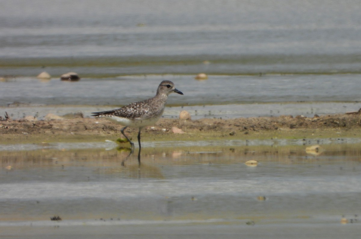 Black-bellied Plover - Víctor Coello Cámara