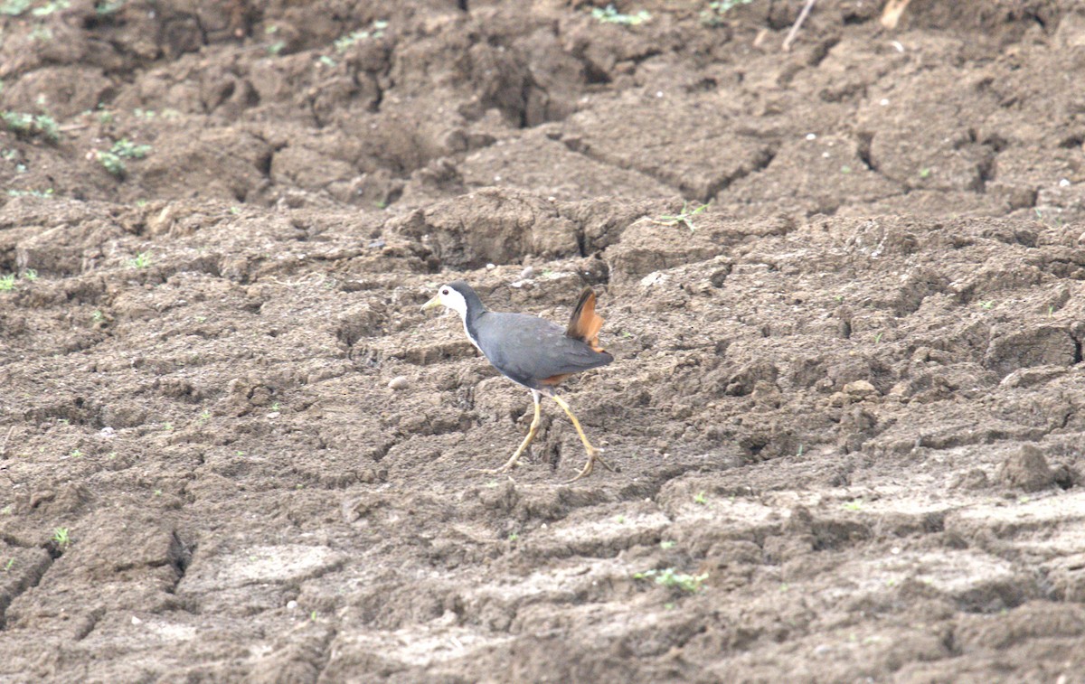 White-breasted Waterhen - AJAY ARNOLD