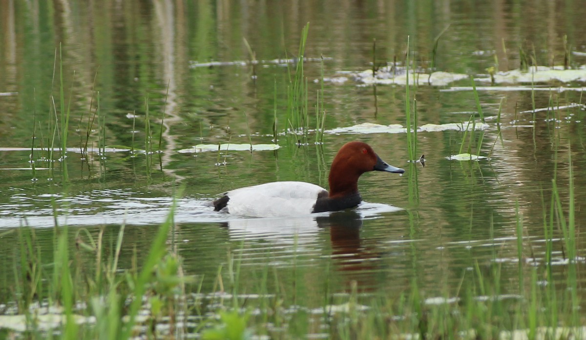 Common Pochard - Bailey McCahon