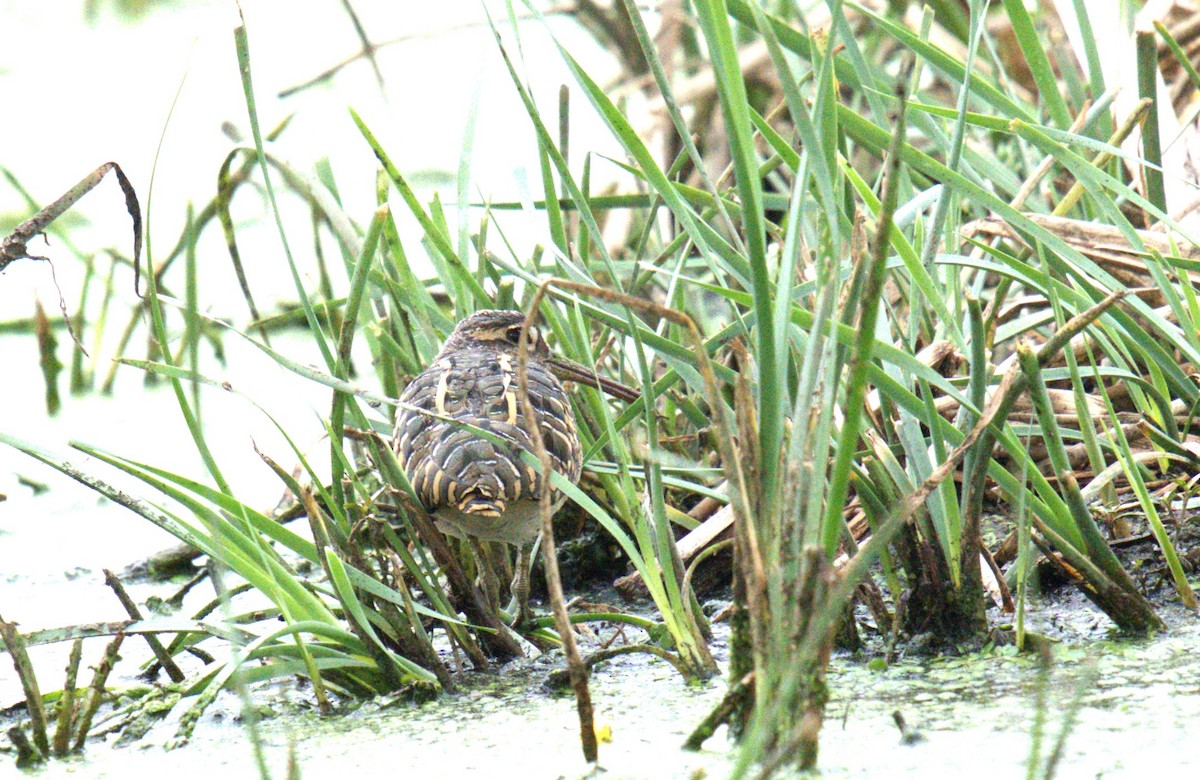 Greater Painted-Snipe - AJAY ARNOLD