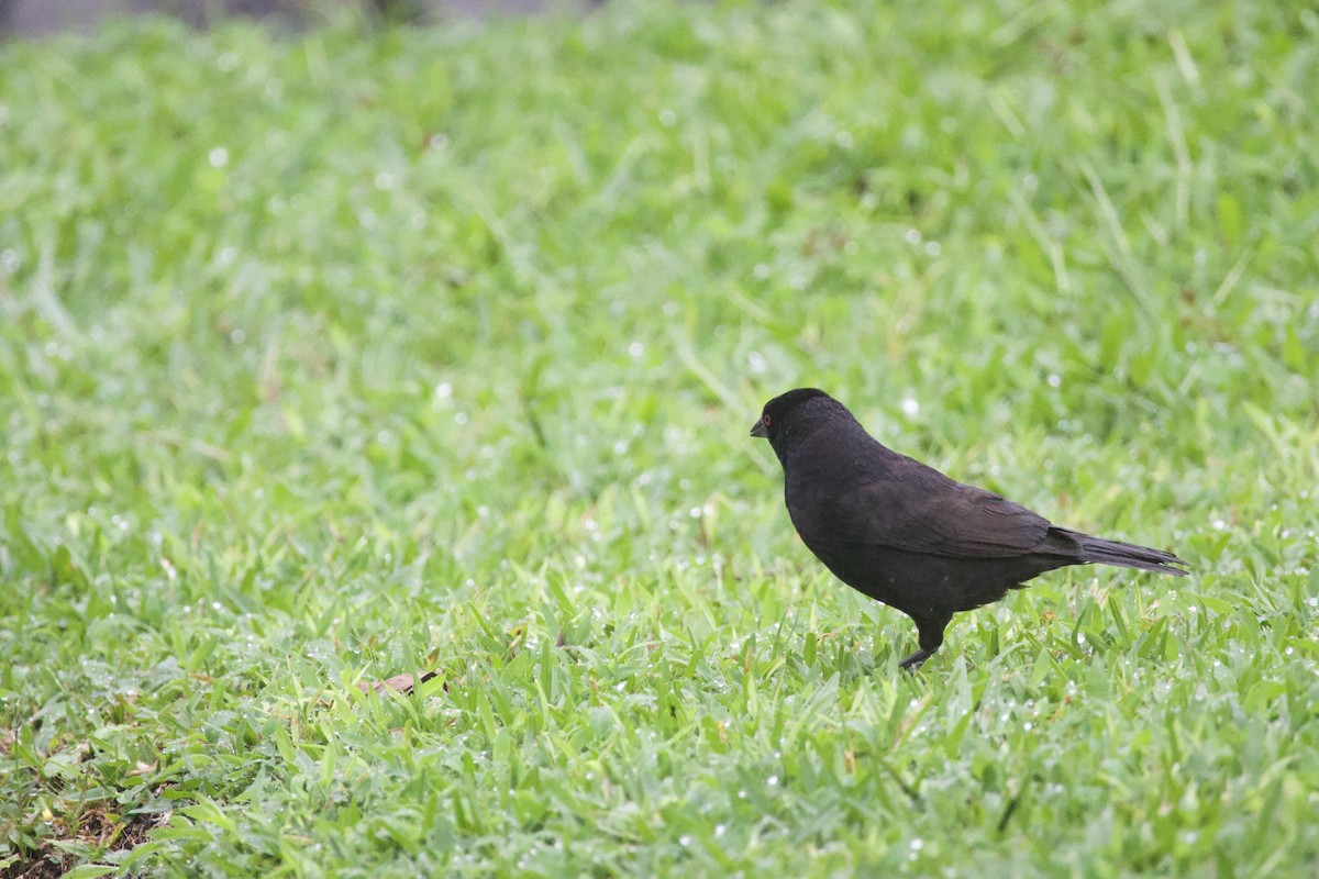 Bronzed Cowbird - allie bluestein